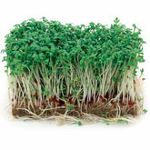 Cresson alénois commun - Willemse