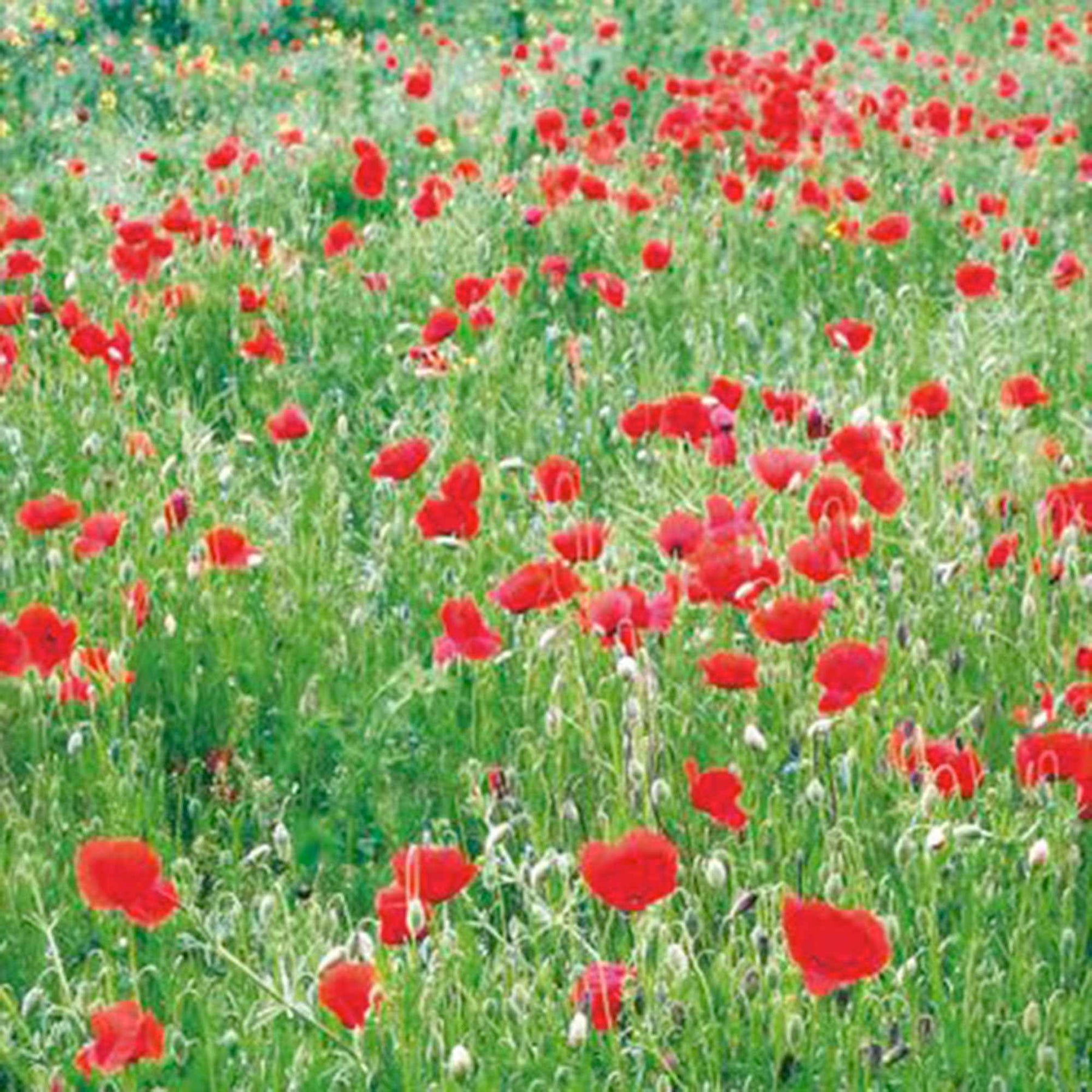 Pavot Red Corn Poppy Bio - Papaver rhoeas red corn poppy - Graines de fleurs