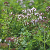 Origan - Marjolaine vivace Bio - Willemse