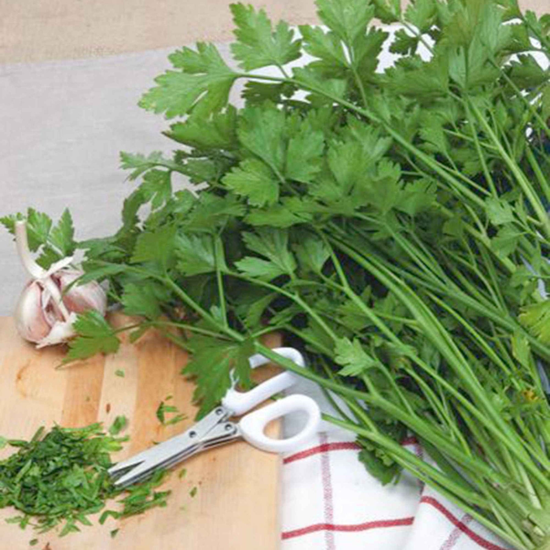 Petroselinum crispum géant d'italie - Persil Géant d'Italie - Graines d'aromatiques