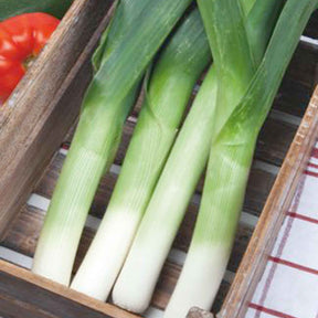 Allium porrum monstrueux de carentan 2 (30 g) - Poireau Monstrueux de Carentan 2 - Poireaux