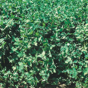 Vente Luzerne - Medicago sativa
