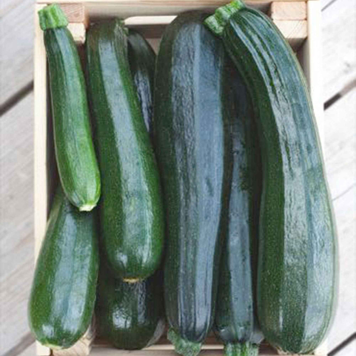 Courgette Black 'Beauty' BIO - Cucurbita pepo black beauty - Willemse