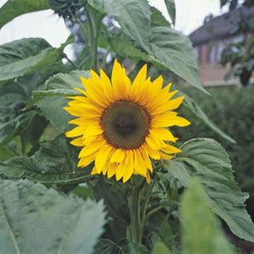 Helianthus annuus giganteus - Tournesol à fleur géante Bio - Tournesol - Helianthus