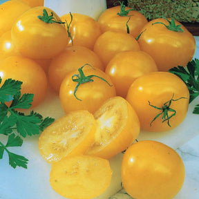 Tomate Cocktail Raisins jaunes - Willemse