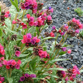 Pulmonaire Raspberry Splash - Willemse
