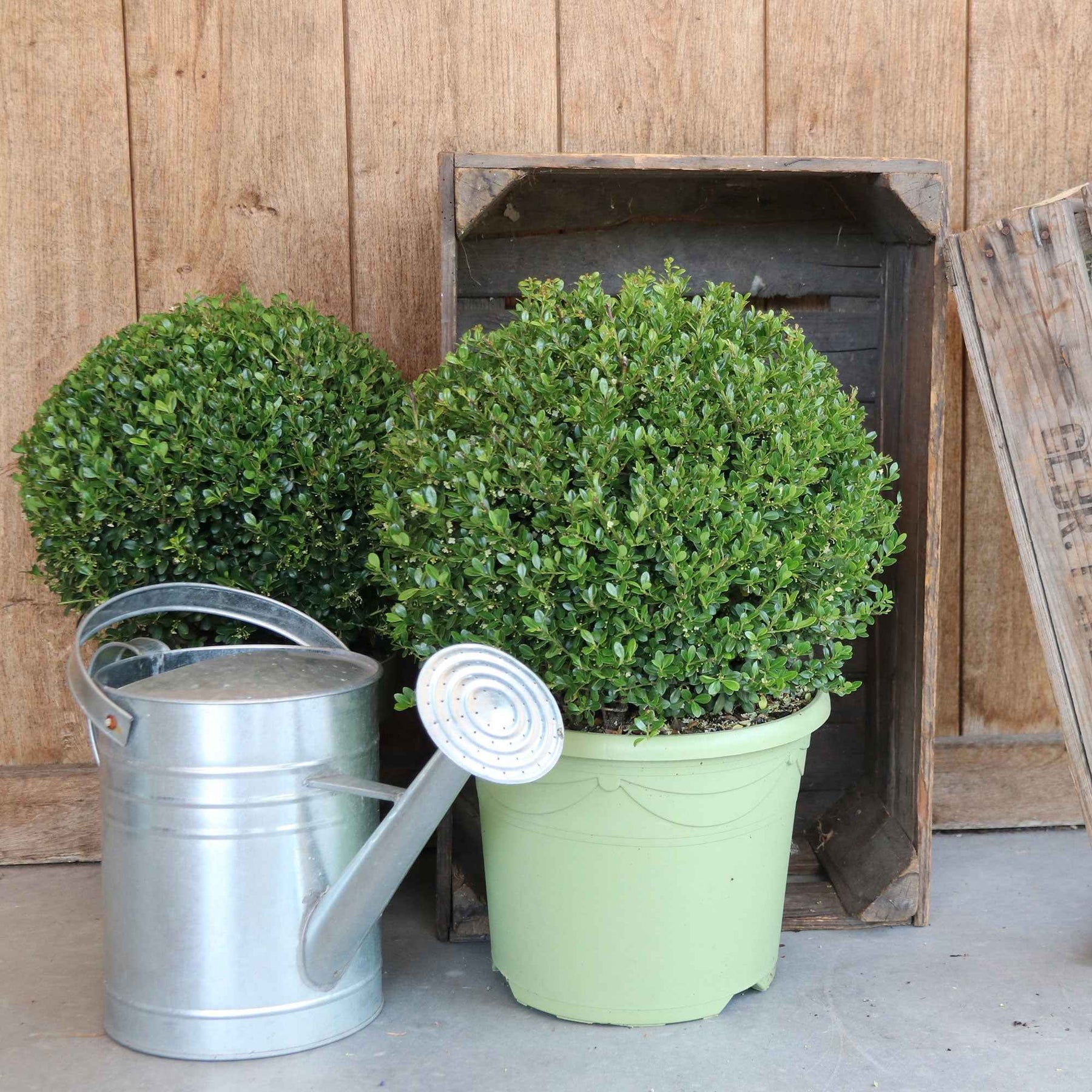 Houx crénelé boule Dark Green® - Ilex crenata Dark Green - Willemse