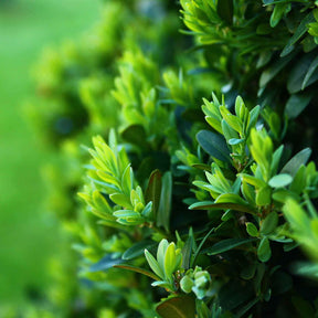 Buxus sempervirens - Buis commun - Buis