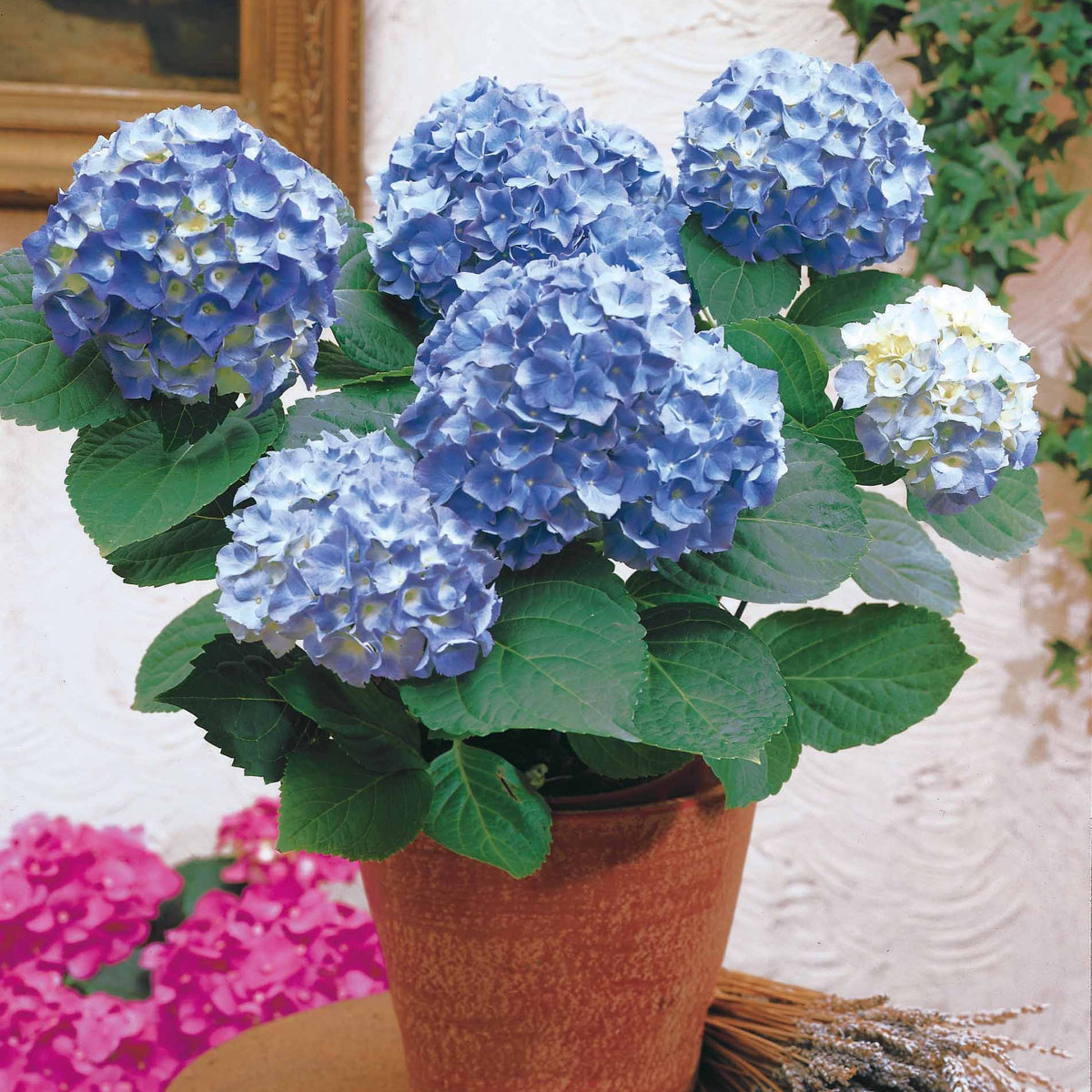 Hortensia bleu - Hydrangea macrophylla - Arbustes