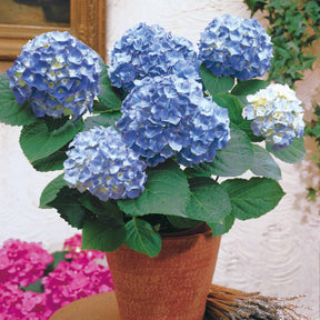 Hortensia bleu - Hydrangea macrophylla