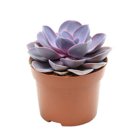 Echeveria 'Purple Pearl' - Echeveria gibbi.'purple pearl' - Plantes
