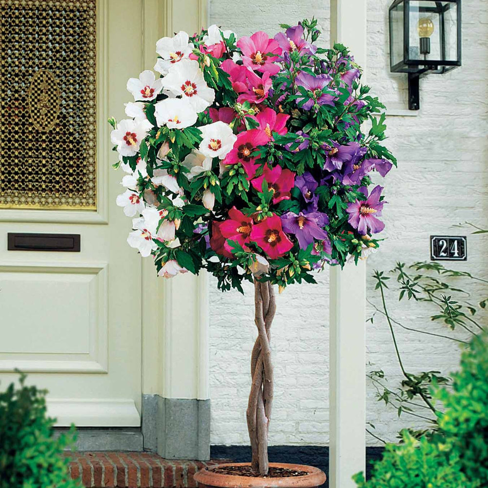 Collection de 2 Hibiscus de jardin sur tige
