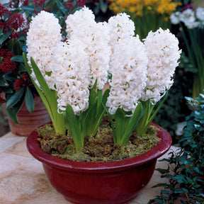 Jacinthe Carnegie blanche - Hyacinthus orientalis carnegie - Plantes
