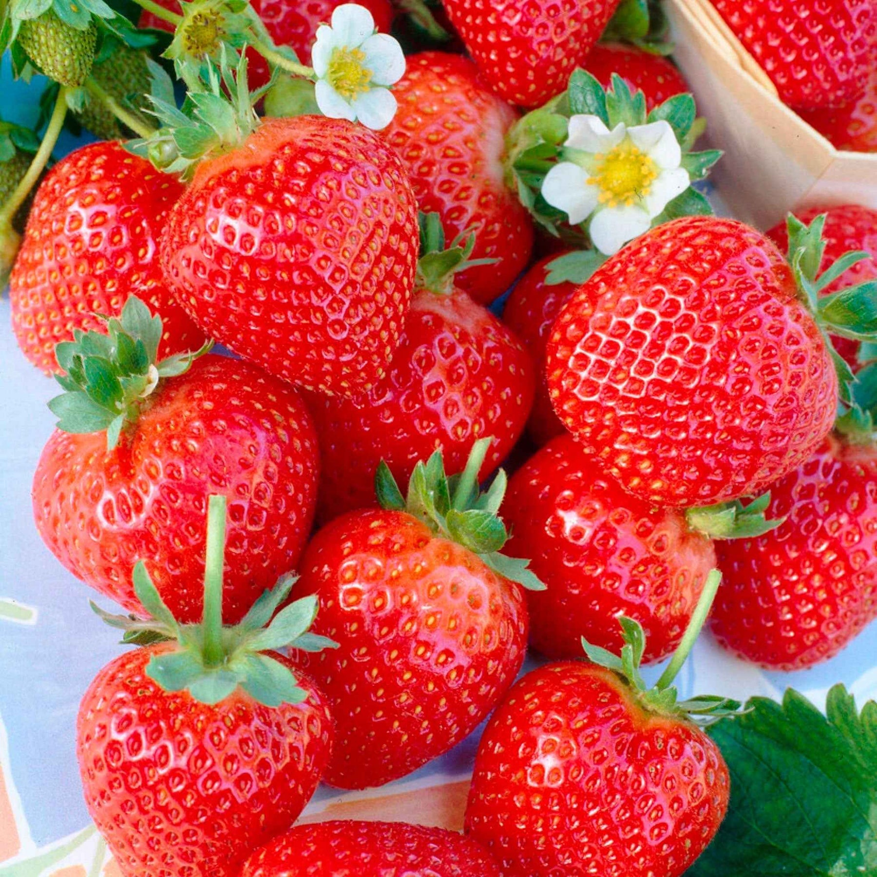 Collection de 60 fraisiers à récoltes échelonnées - Fragaria 'maestro', 'maxim', 'mariguette' - Plantes