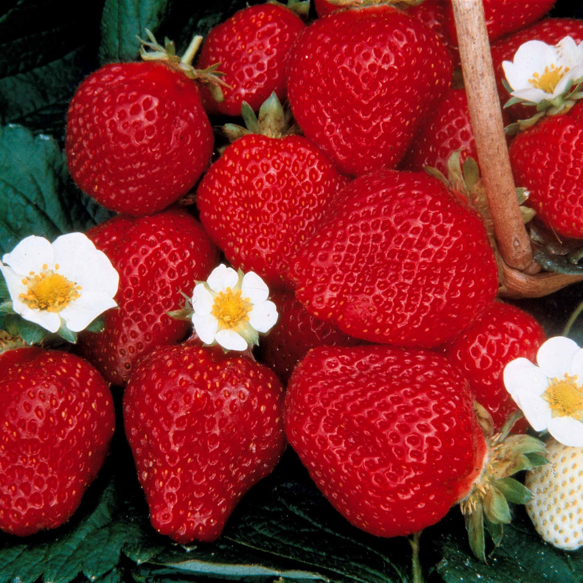 Collection de fraisiers à récoltes échelonnées - Fragaria 'maestro', 'maxim', 'mariguette' - Fruitiers Arbres et arbustes
