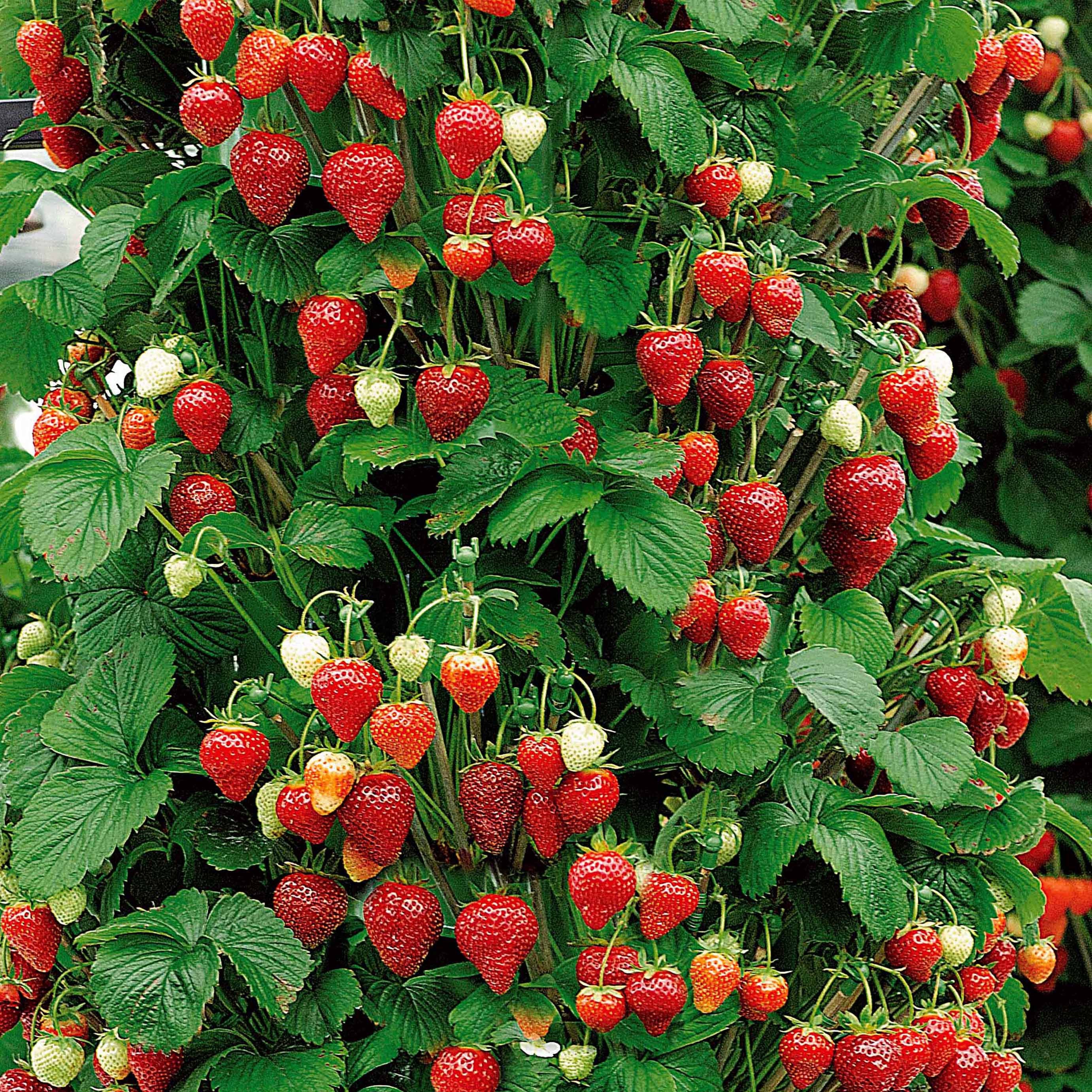 epazote plant Bonnie Plants® Epazote