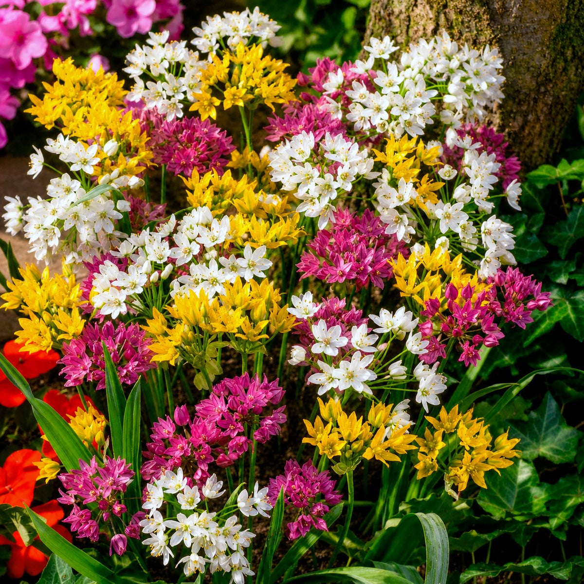 25 Alliums décoratifs en mélange - Allium - Willemse
