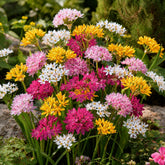 25 Alliums décoratifs en mélange - Willemse