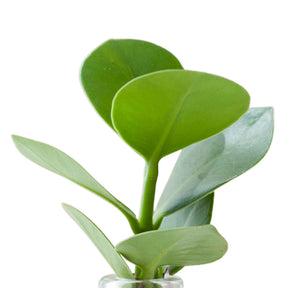 Clusia samoa - Clusia Samoa et son vase - Hydro