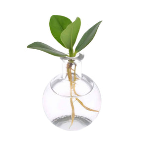 Clusia - Clusia 12/20 - Collections de plantes d'intérieur