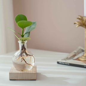  - Hydro P7 + LED - Collections de plantes d'intérieur