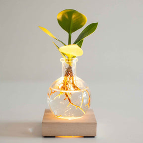 2 Clusias Samoa + les vases + LEDs - Clusia samoa - Plantes