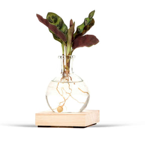 Collections de plantes d'intérieur - Hydro P7 + LED - 