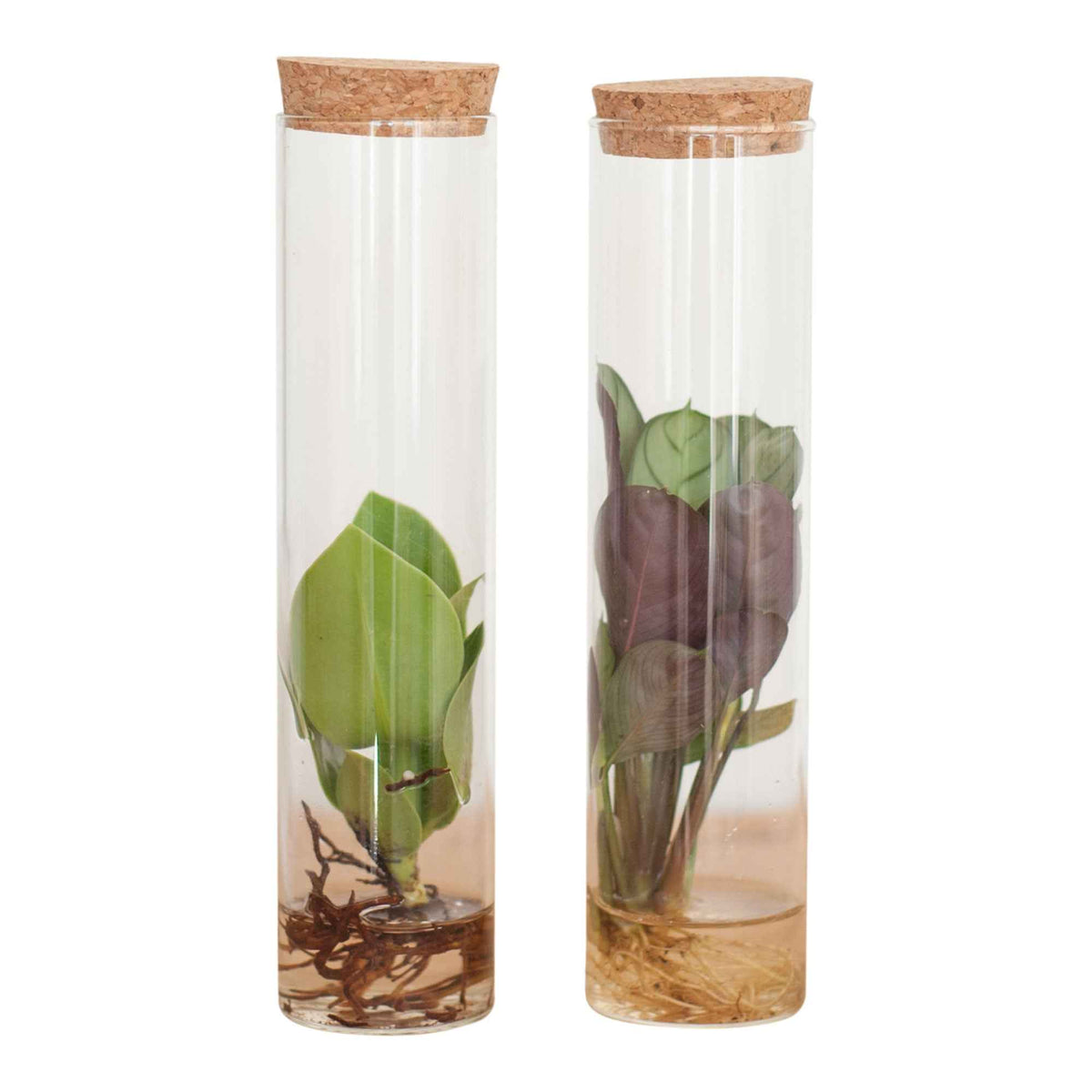 2 plantes hydroponiques en mélange + 2 tubes en verre - Stekmix Tube glas 2st - Plantes