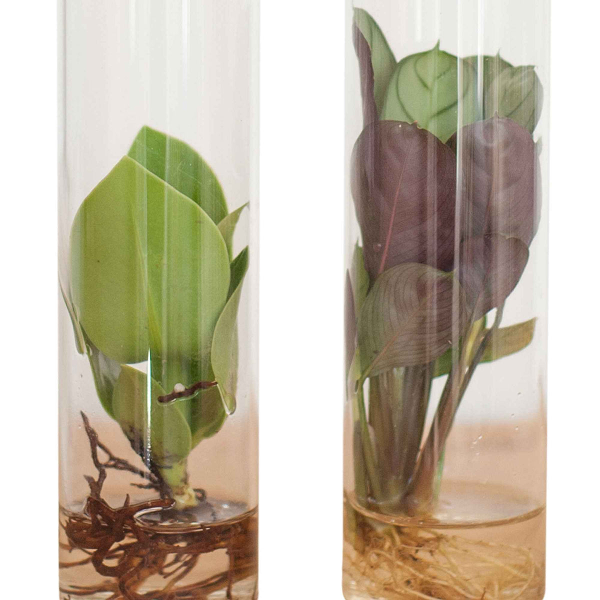 Collection de 2 plantes hydroponiques et ses tubes en verre - Stekmix Tube glas 2st - Willemse