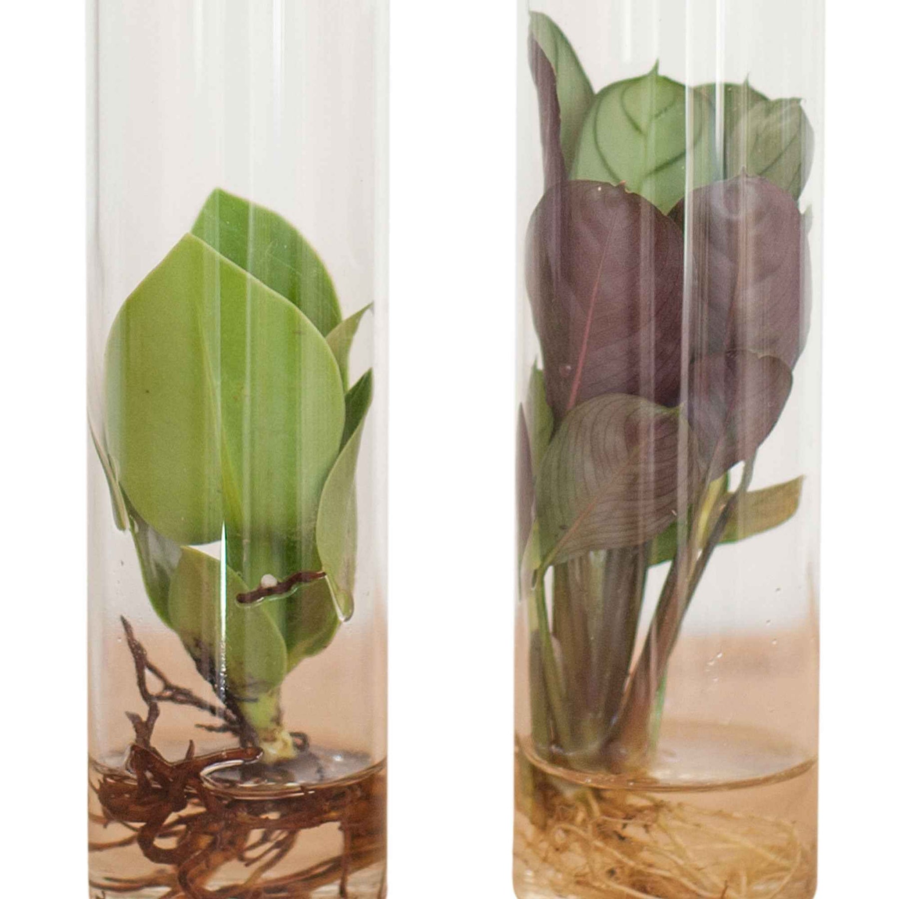 Collection de 2 plantes hydroponiques et ses tubes en verre - Stekmix Tube glas 2st - Willemse