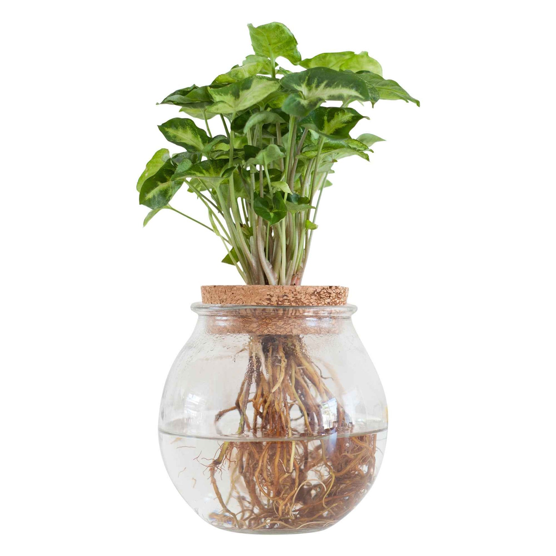 Hydro - Syngonium et son ampoule vase - Syngonium
