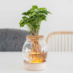 Syngonium et son ampoule vase avec LED - Willemse