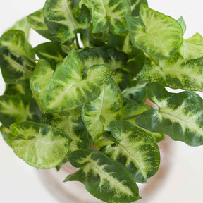 Syngonium - Syngonium et son ampoule vase avec LED - Hydro