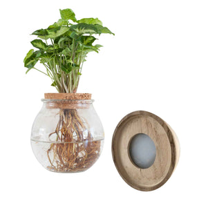 Vente Syngonium et son ampoule vase avec LED - Syngonium