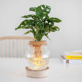 2 Monsteras + Ampoules vases + LED - Monstera - Plantes
