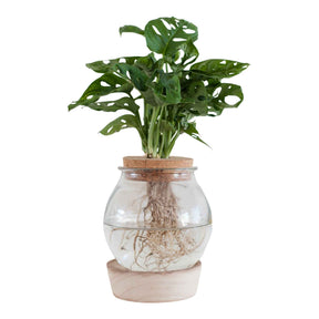 Collections de plantes d'intérieur - Hydro ampoule P15 + LED - 