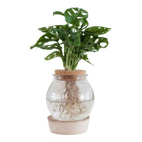 2 Monsteras + Ampoules vases + LED - Monstera - Philodendron
