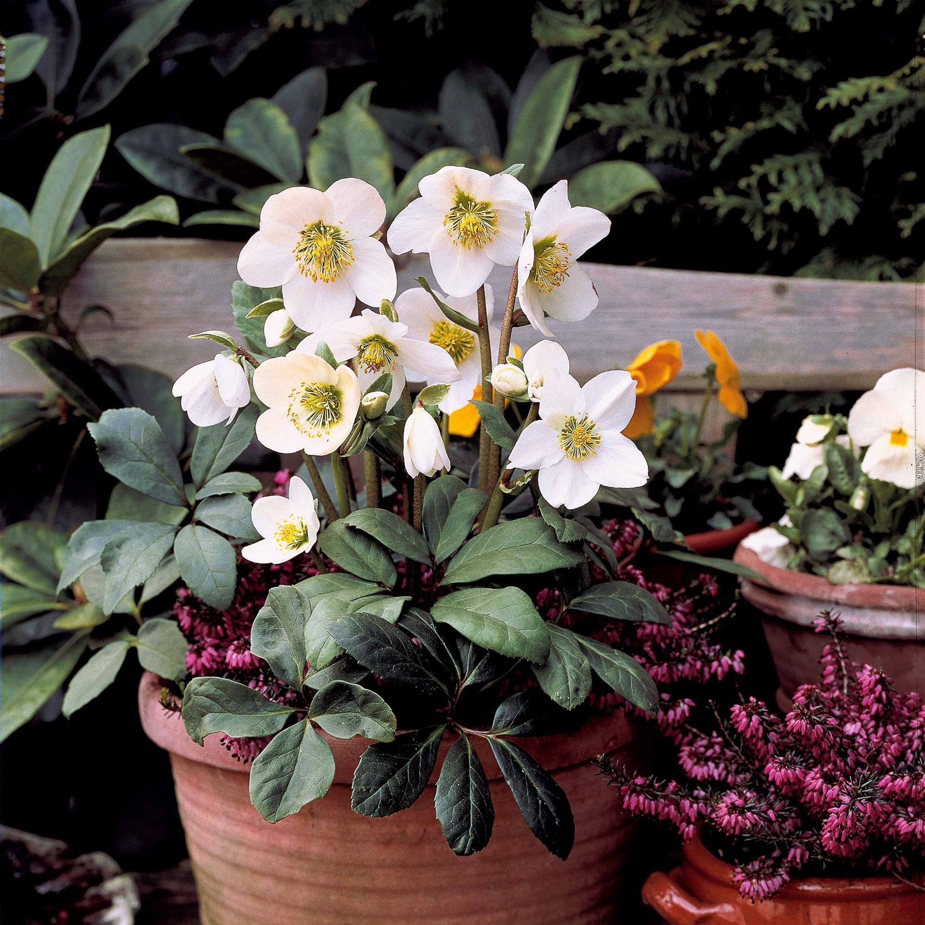Vente Héllébore de Noel et son pot de Noël - Helleborus niger Christmas Carol