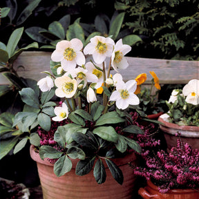 Vente Héllébore de Noel et son pot de Noël - Helleborus niger Christmas Carol