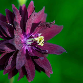 Ancolie des jardins Black Barlow - Ancolie - Willemse