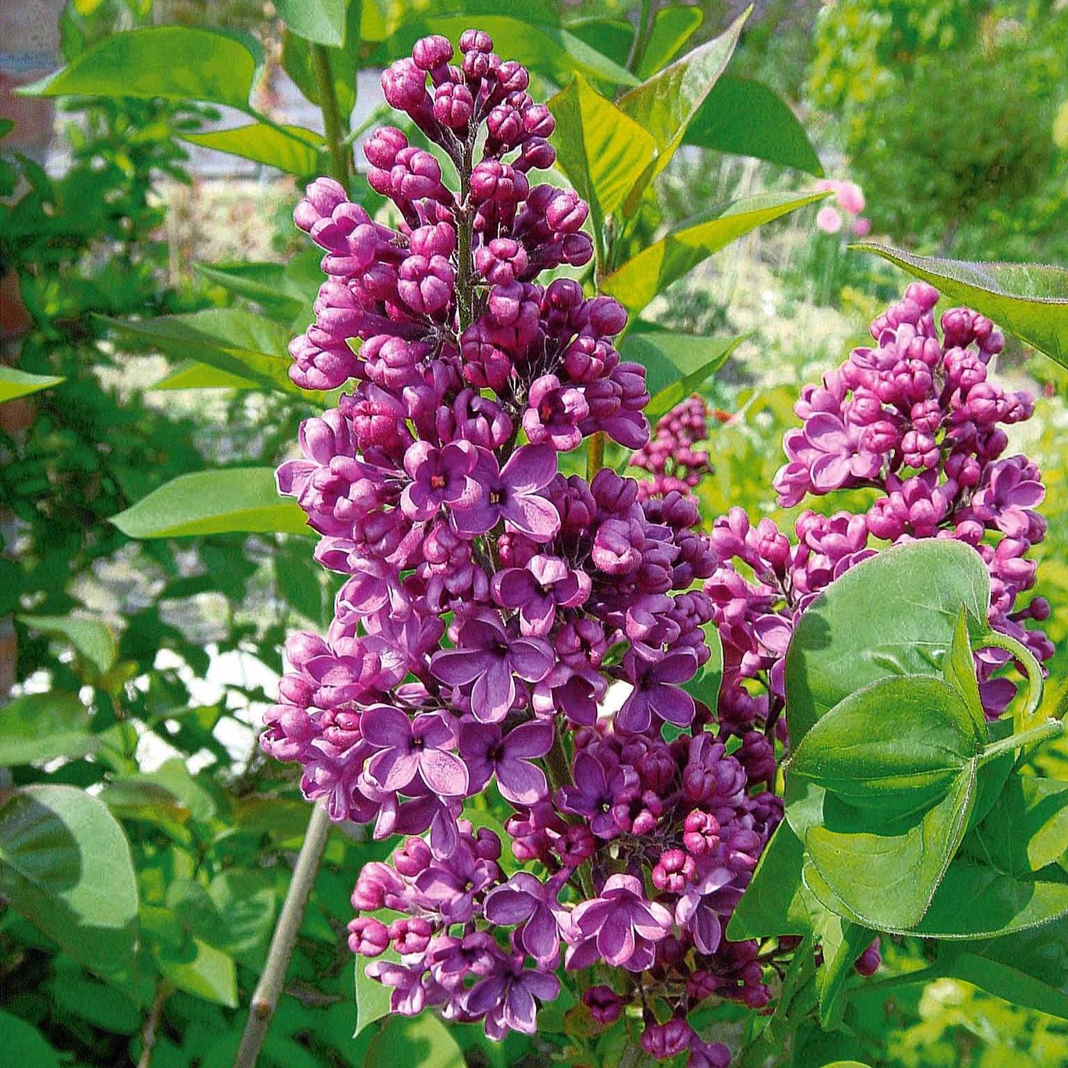 Lilas double lilas