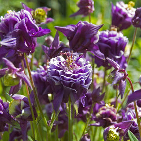 Aquilegia vulgaris Granny's Bonnets - Ancolies des jardins Granny's Bonnets en mélange - Graines de fleurs