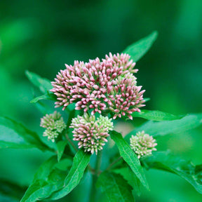 Eupatoire - Eupatoire chanvrine - Eupatorium cannabinum
