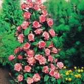 Rosier arbuste Händel - Rosa haendel - Plantes