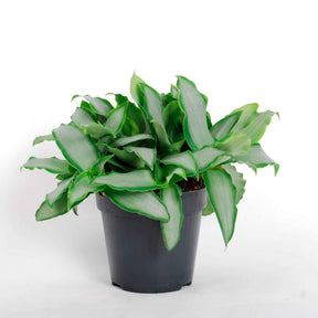 Murdannia Loriformis Bright Star - Willemse