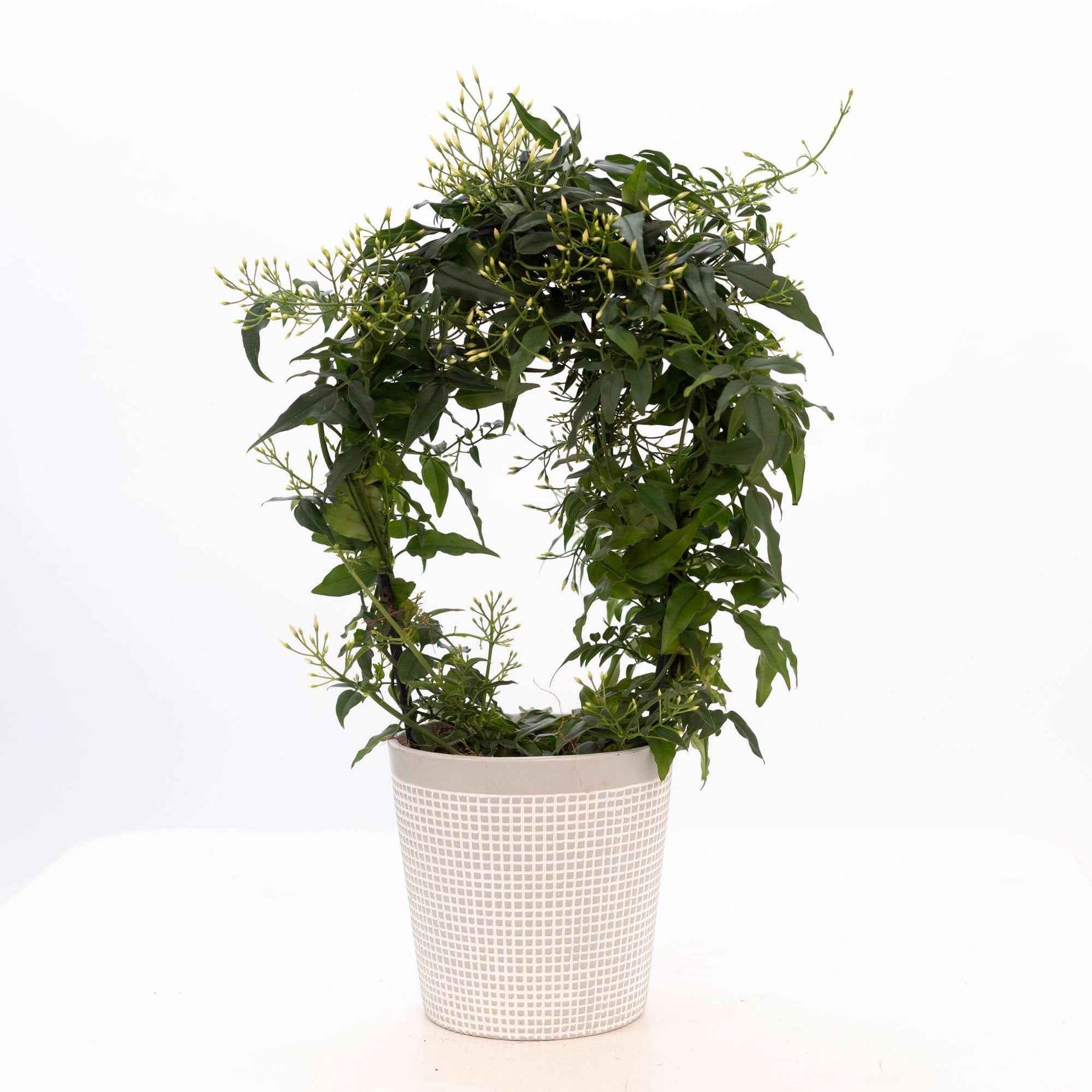 Jasmin blanc d'hiver - Jasminum polyanthum - Plantes grimpantes