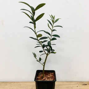 Olivier - Olivier - Olea europaea - Olea europaea