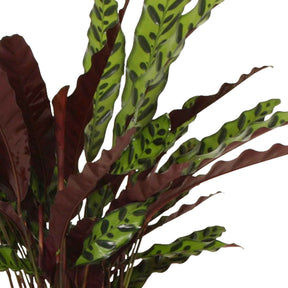 Vente Calathéa Insigne - Calathea insignis
