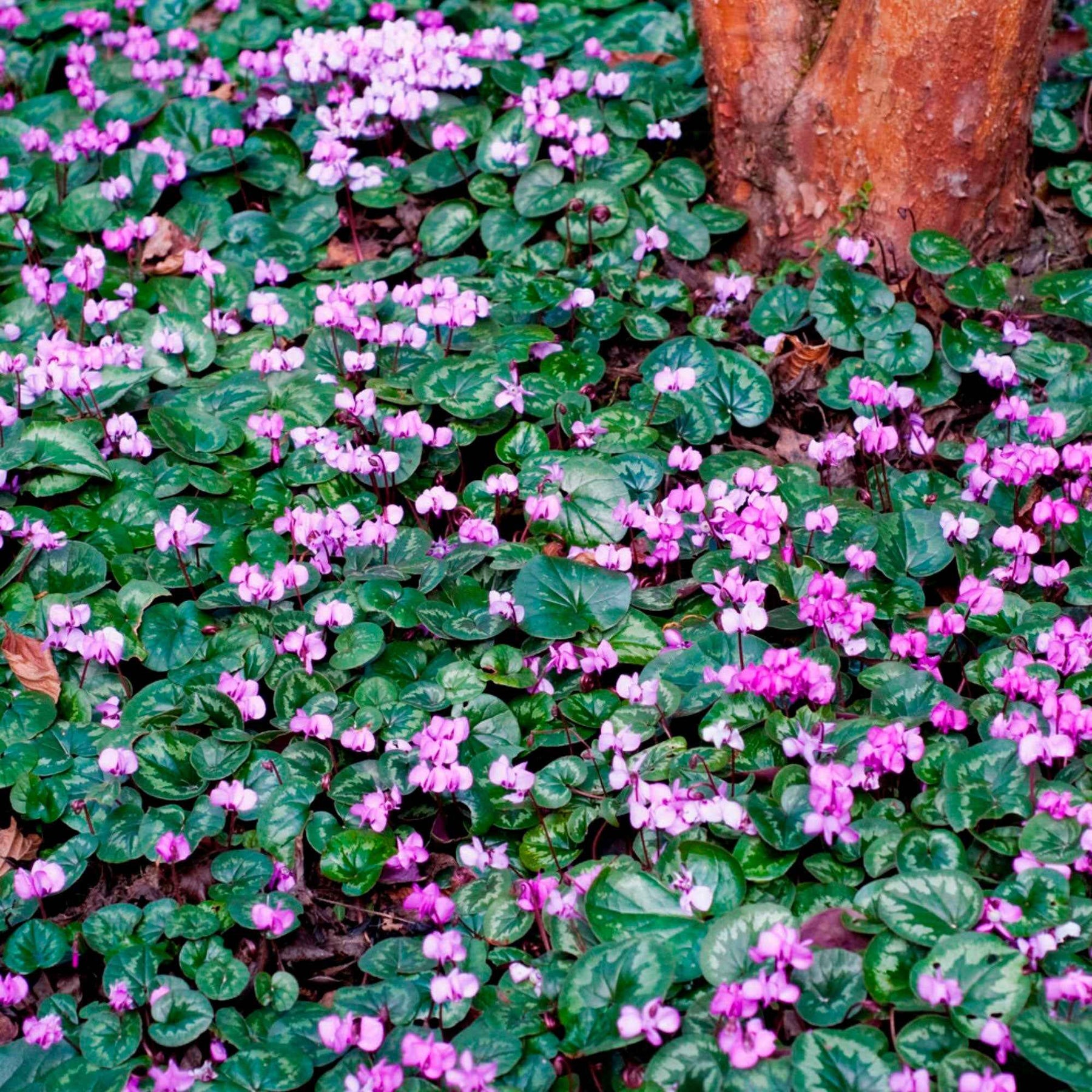 Bulbes de cyclamen - 3 Cyclamens de l'île de Cos roses - Cyclamen coum