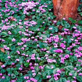 Bulbes de cyclamen - 3 Cyclamens de l'île de Cos roses - Cyclamen coum